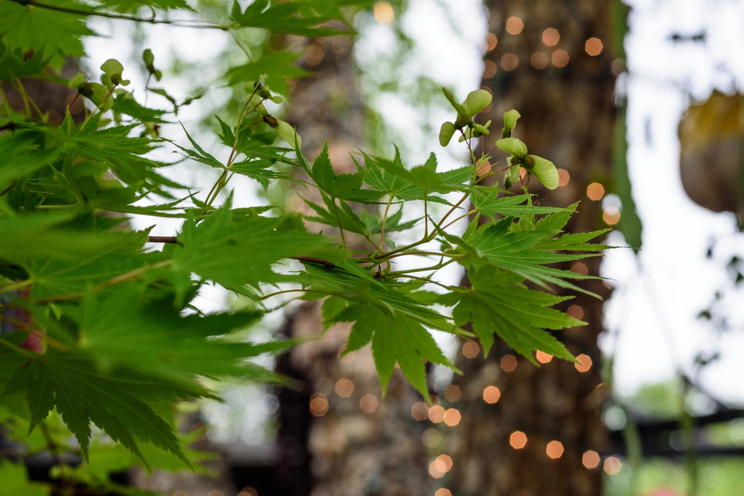 PHOTOS: 2024 St. Anne's Hill Historic District Garden Tour