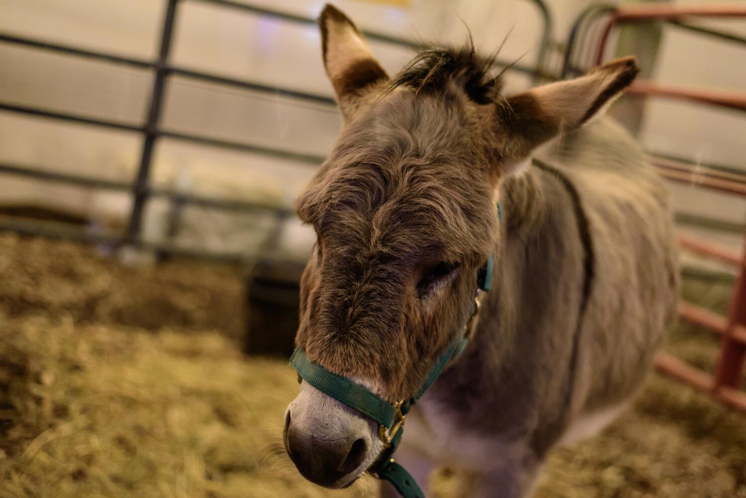 PHOTOS: Yuletide Village: Season of Lights 2024 at Renaissance Park