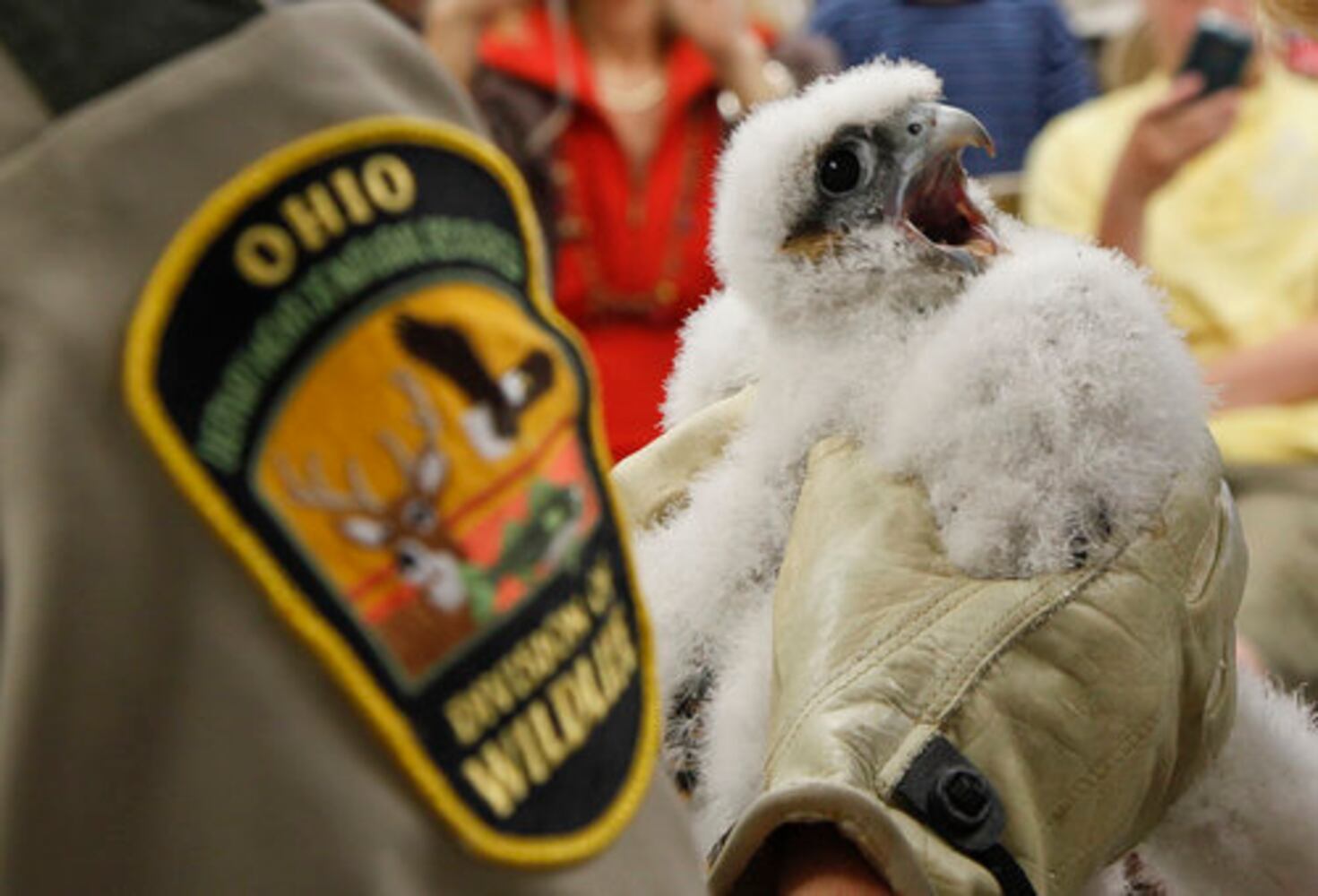 Peregrine falcons banded