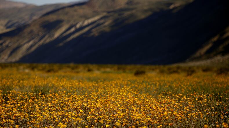 Desert Sunflowers bloom in the Anza Borrego Desert State Park in San Diego County, Calif., on March 11, 2017. No "super bloom" is expected this year, after a very dry winter. (Francine Orr/Los Angeles Times/TNS)
