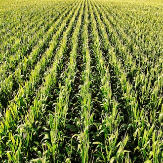 Corn grows in a field at the Hasselbrock family farm in Morgan Township in Butler County. NICK GRAHAM/STAFF