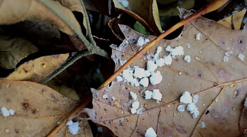 The Miami Valley saw a few snowflakes this afternoon / Marshall Gorby, staff
