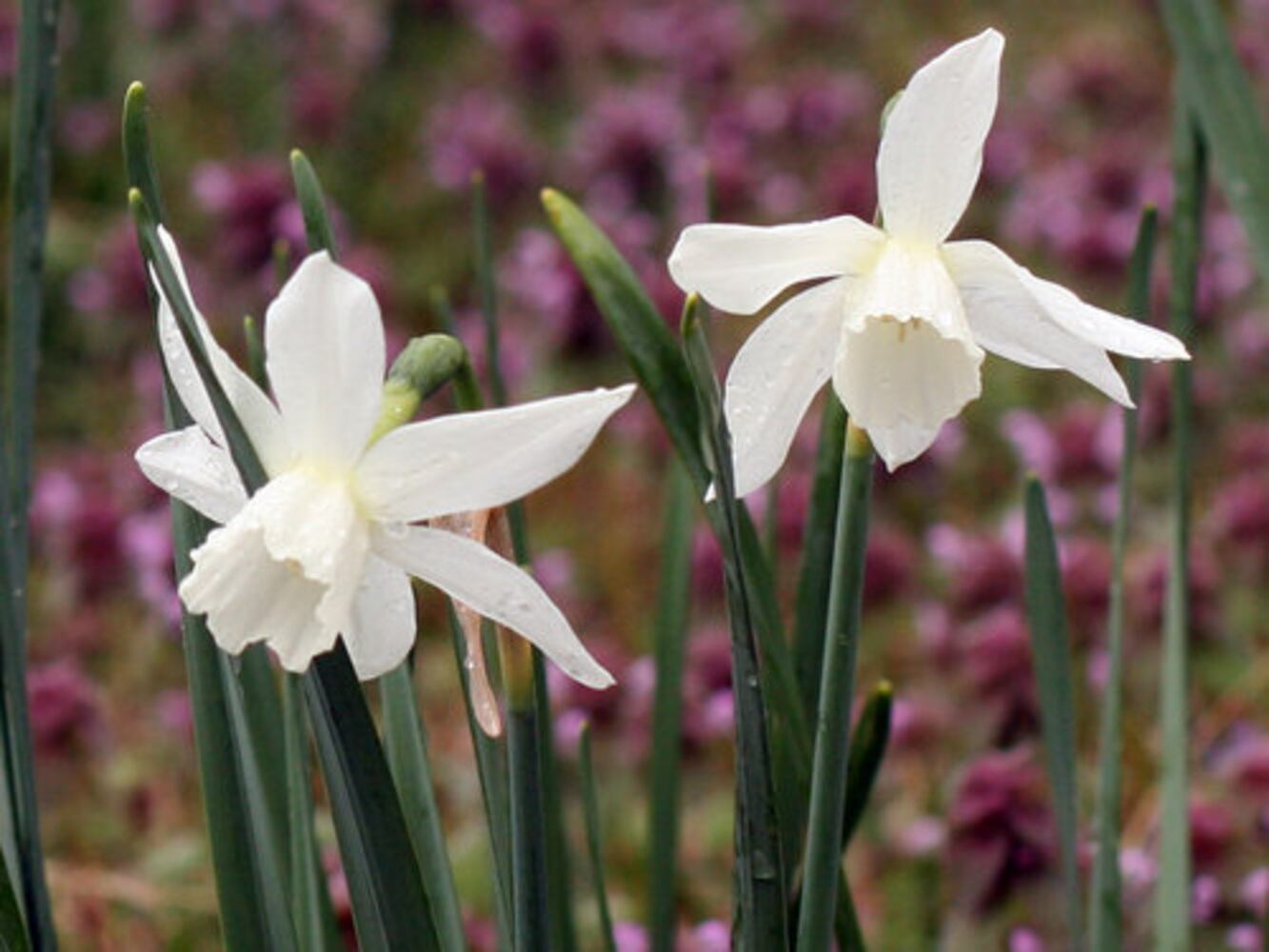Spring Bulb Festival