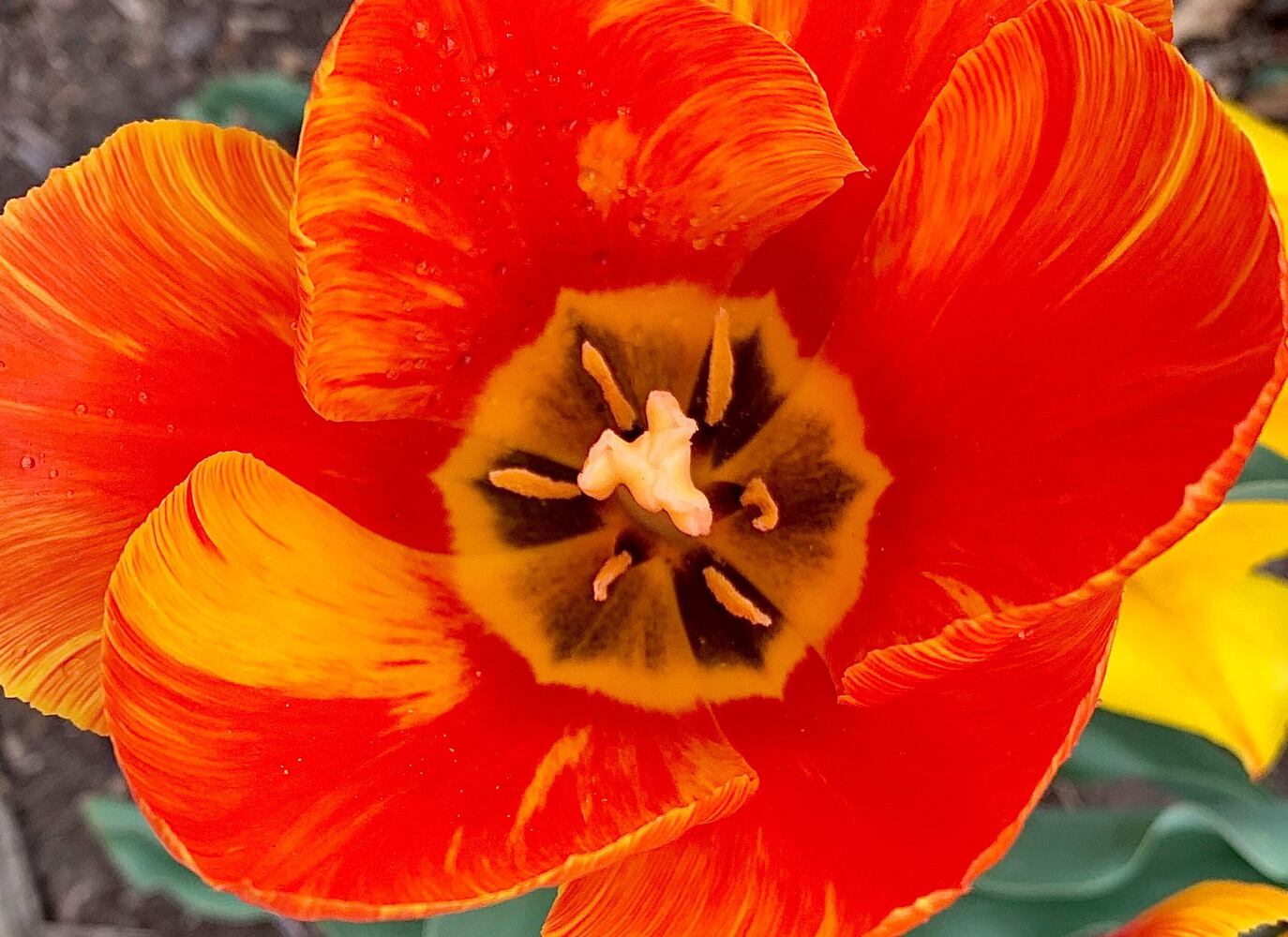 PHOTOS: Spring flowers bloom in Miami Valley