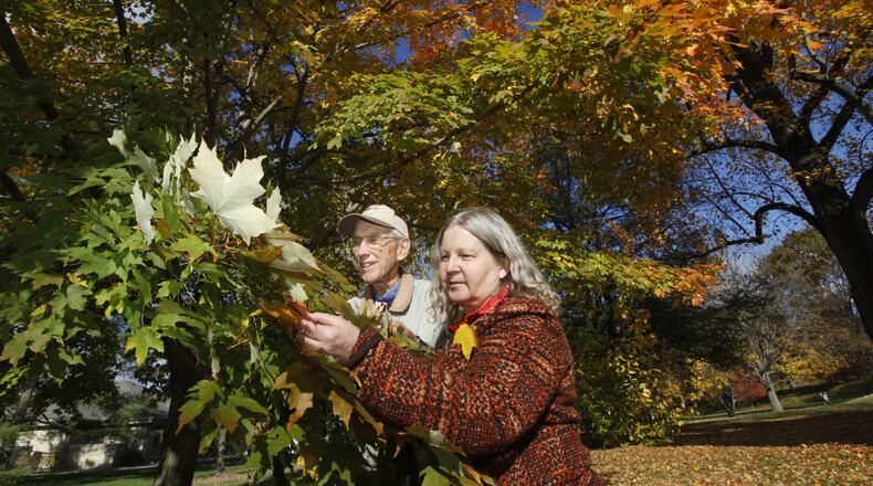 Don Geiger, professor emeritus at the University of Dayton and founder of the Marianist Environmental Education Center, and Leanne Jablonski, the current director and scholar at UD’s Hanley Sustainability Institute, examine a silver maple tree. Due to climate change, the species may drift out of Ohio. CHRIS STEWART / STAFF