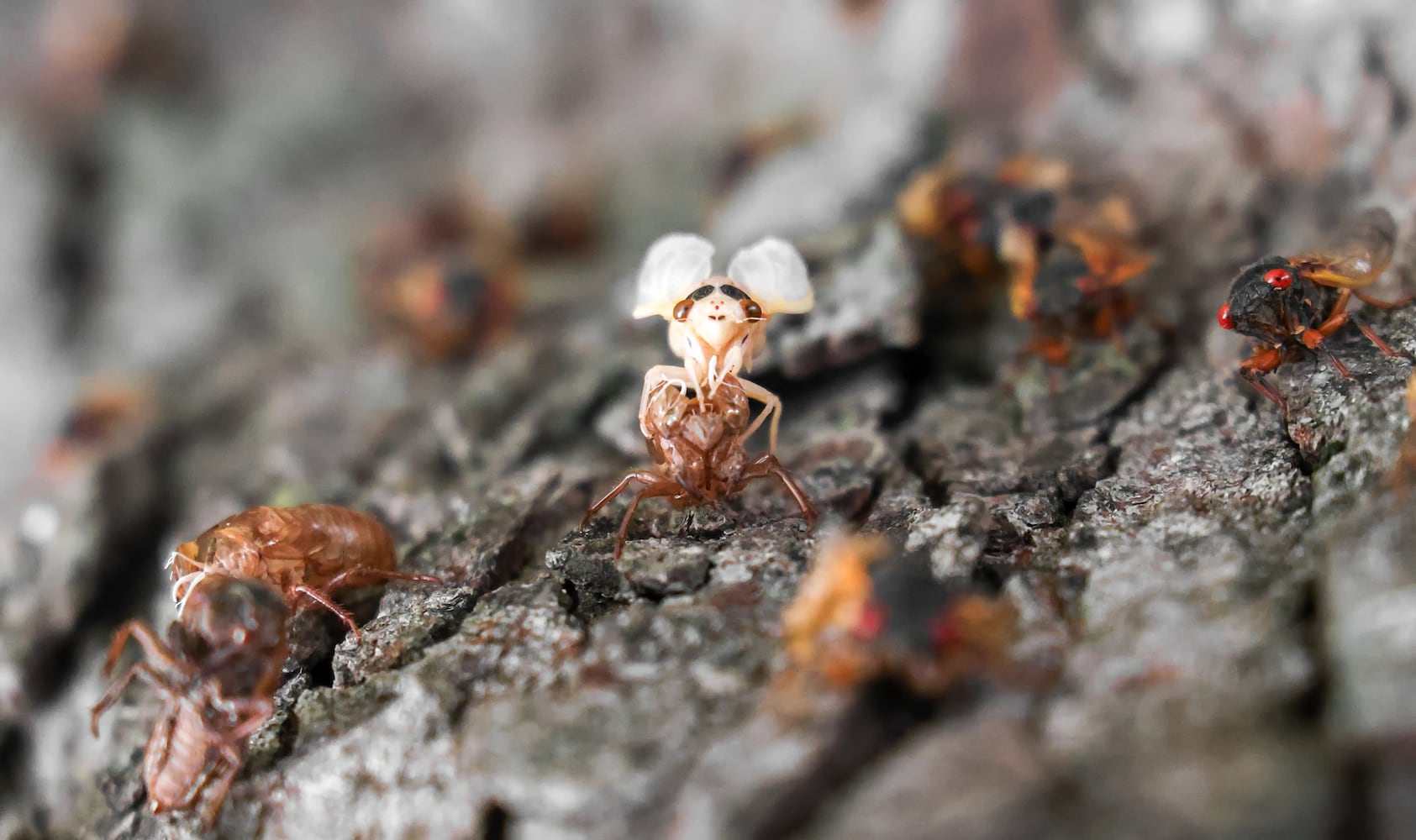 Caesar Creek State Park Cicadas 052825 DDN