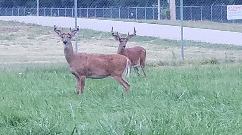 Wright-Patterson Air Force Base deer season hunting times are sunrise to sunset daily. They are published and enforced by the Ohio Department of Natural Resources. CONTRIBUTED PHOTO