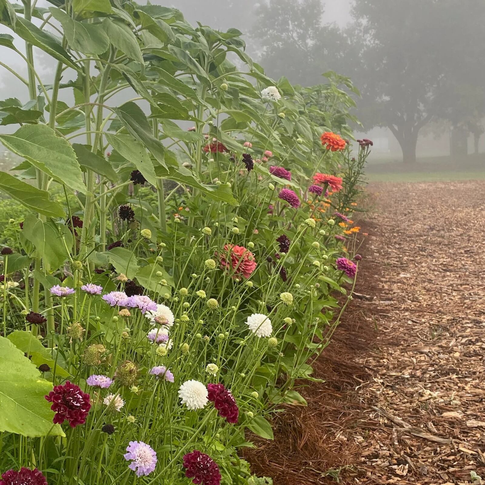 Oak and Ember Farms is partnering with local entrepreneur Carly Short to lead a cut-flower subscription program (CONTRIBUTED PHOTO).