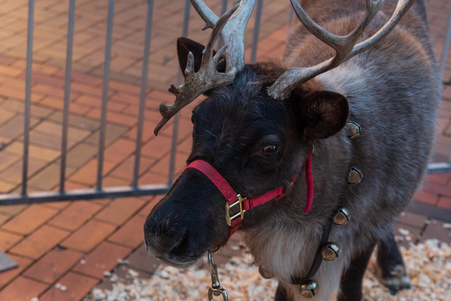 PHOTOS: Did we spot you at the 50th Annual Dayton Holiday Festival in downtown Dayton?