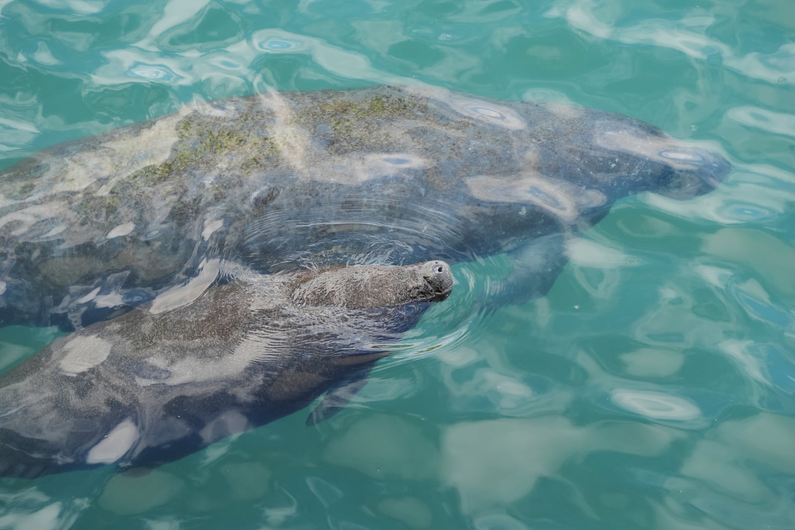 FILE - A baby manatee swimming beside its mother comes to the surface to breathe, at Manatee Lagoon, in Riviera Beach, Fla., Jan. 10, 2025. (AP Photo/Rebecca Blackwell, File)