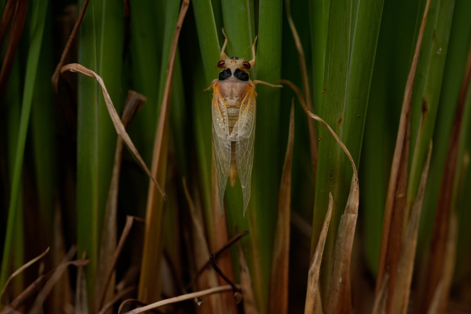 An adult periodical cicada, shortly after shedding its nymphal skin, climbs up the leaves of an iris flower, Friday, May 16, 2025, in Cincinnati. (AP Photo/Carolyn Kaster)