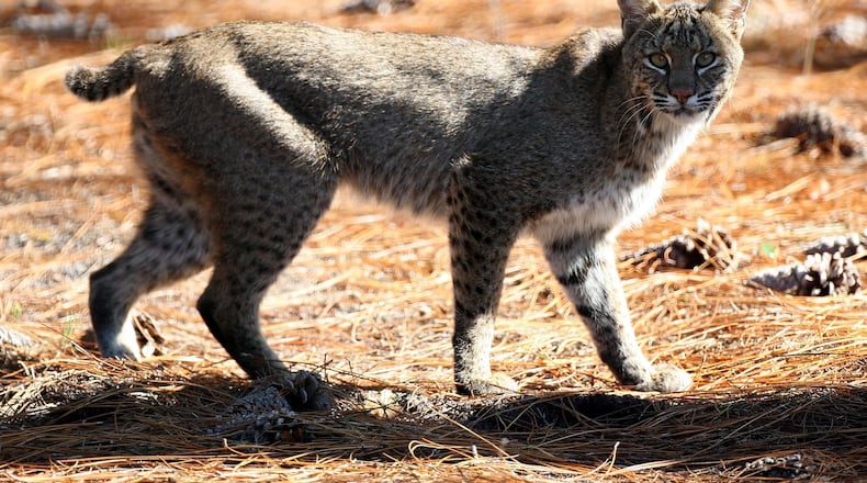 The Ohio Division of Wildlife has decided to “indefinitely postpone” a proposal that would create a limited trapping season in Ohio. (Photo by Sam Greenwood/Getty Images)