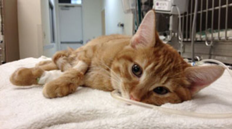 Police and a veterinarian’s aide are paying the medical bills for this kitten they’re calling Renn. The animal’s owner is accused of grabbing the animal by the neck and hurling it against a wall. (Staff photo Kate Bartley)