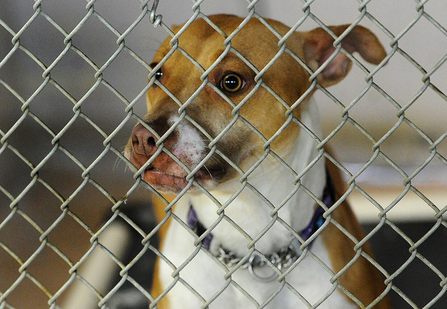 animal adoption Miami County