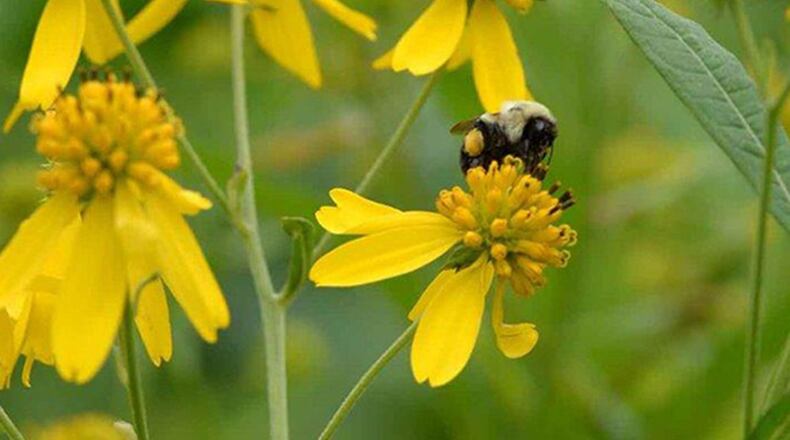 Local Wright Bee Flyers pollinate the Huffman Prairies at Wright-Patterson Air Force Base. Bees are vital to the pollination process of producing fruits, vegetables and nuts but due to disease, lack of land to forage on and exposures to pesticides, over the last few decades, there has been a significant decline in the bee population. (U.S. Air Force photo/Michelle Gigante)