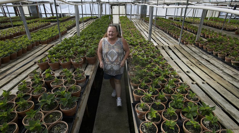 Eisley Nursery owner Earlene Eisley-Freeman walks through rows of poinsettias in one of the many greenhouses at the Eisley Nursery in Auburn on Thursday, Aug. 24, 2017. (Randall Benton/Sacramento Bee/TNS)