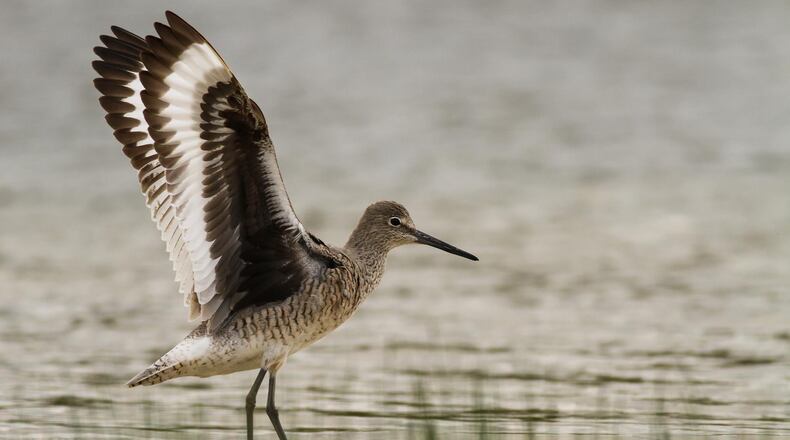 A williet, as seen at Oakes Quarry Park, is one of the many birds that call the Beaver Creek Wetlands home - CONTRIBUTED