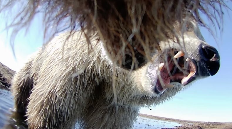 This undated image provided by Washington State University in January 2026, made from a video taken from a grizzly bear's collar camera, shows two grizzly bears playing on the tundra in Alaska's North Slope. (Washington State University via AP)