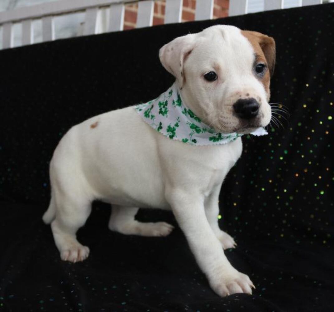 National Puppy Day