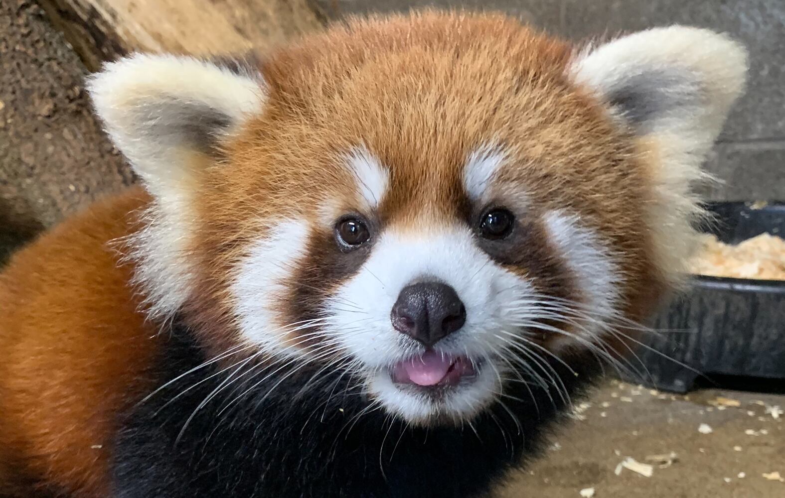 PHOTOS: Those adorable faces! Celebrating Cincinnati Zoo babies