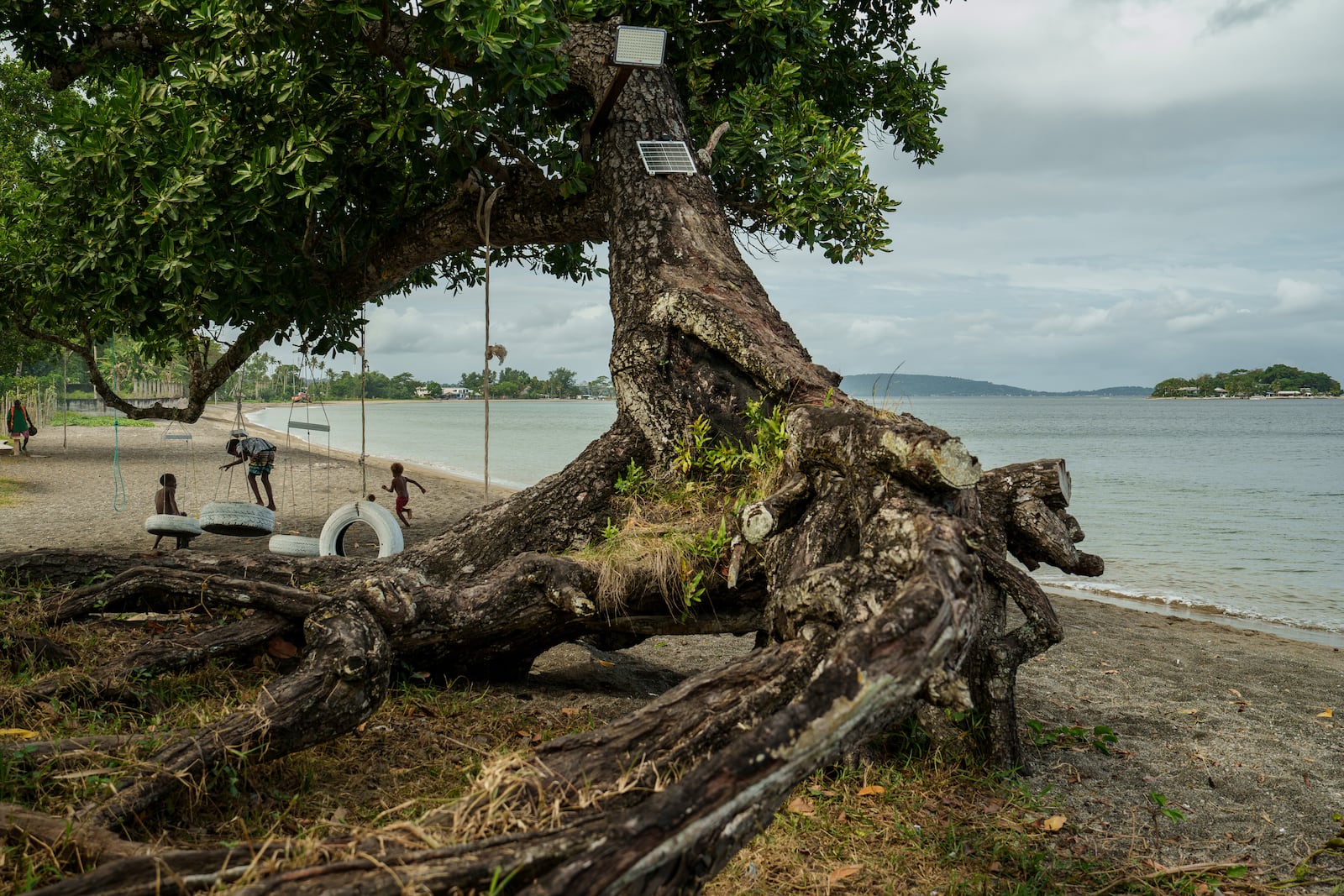 Children play on an uprooted tree along a beach in Mele, Vanuatu, that was once lined with vegetation, now largely lost to storms, erosion and other environmental pressures on Saturday, July 19, 2025. (AP Photo/Annika Hammerschlag)