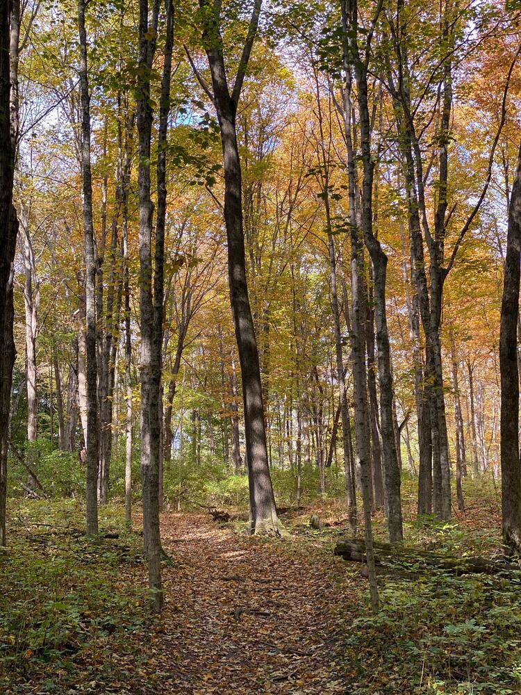Narrows Reserve