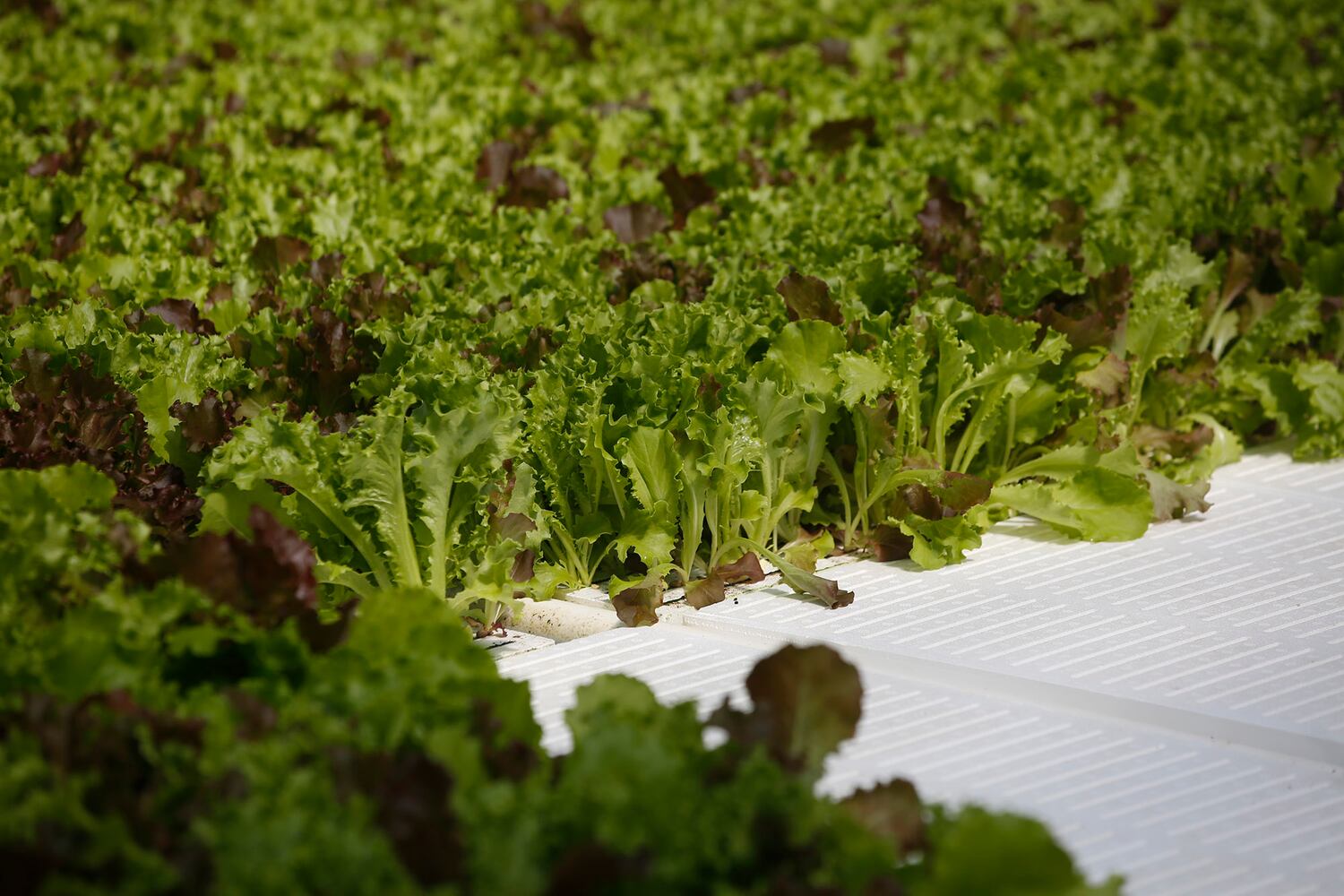 BrightFarms Ohio Greenhouse harvests first hydroponic greens in Wilmington