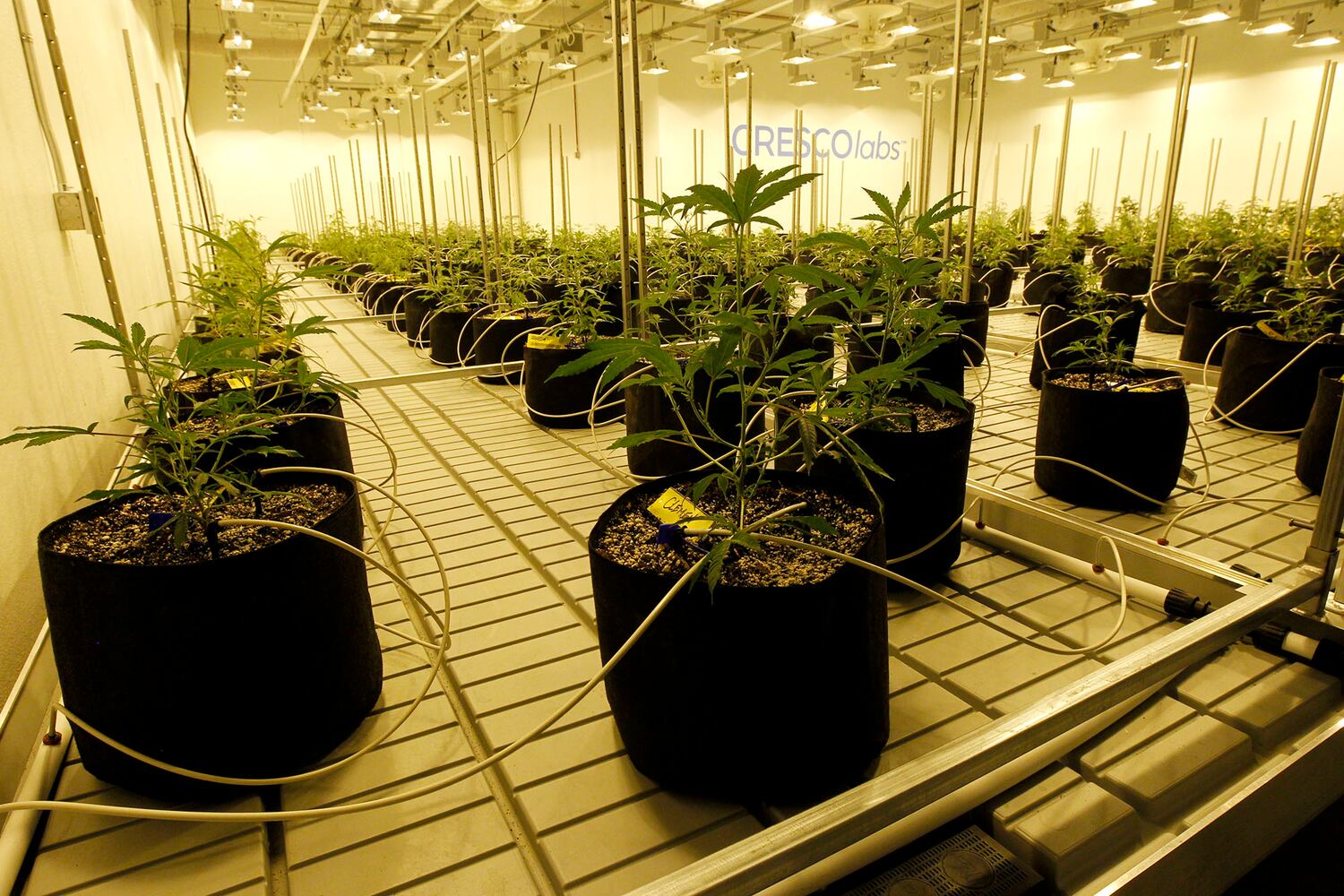 Sneak peek: Cresco Labs medical marijuana cultivator in Yellow Springs