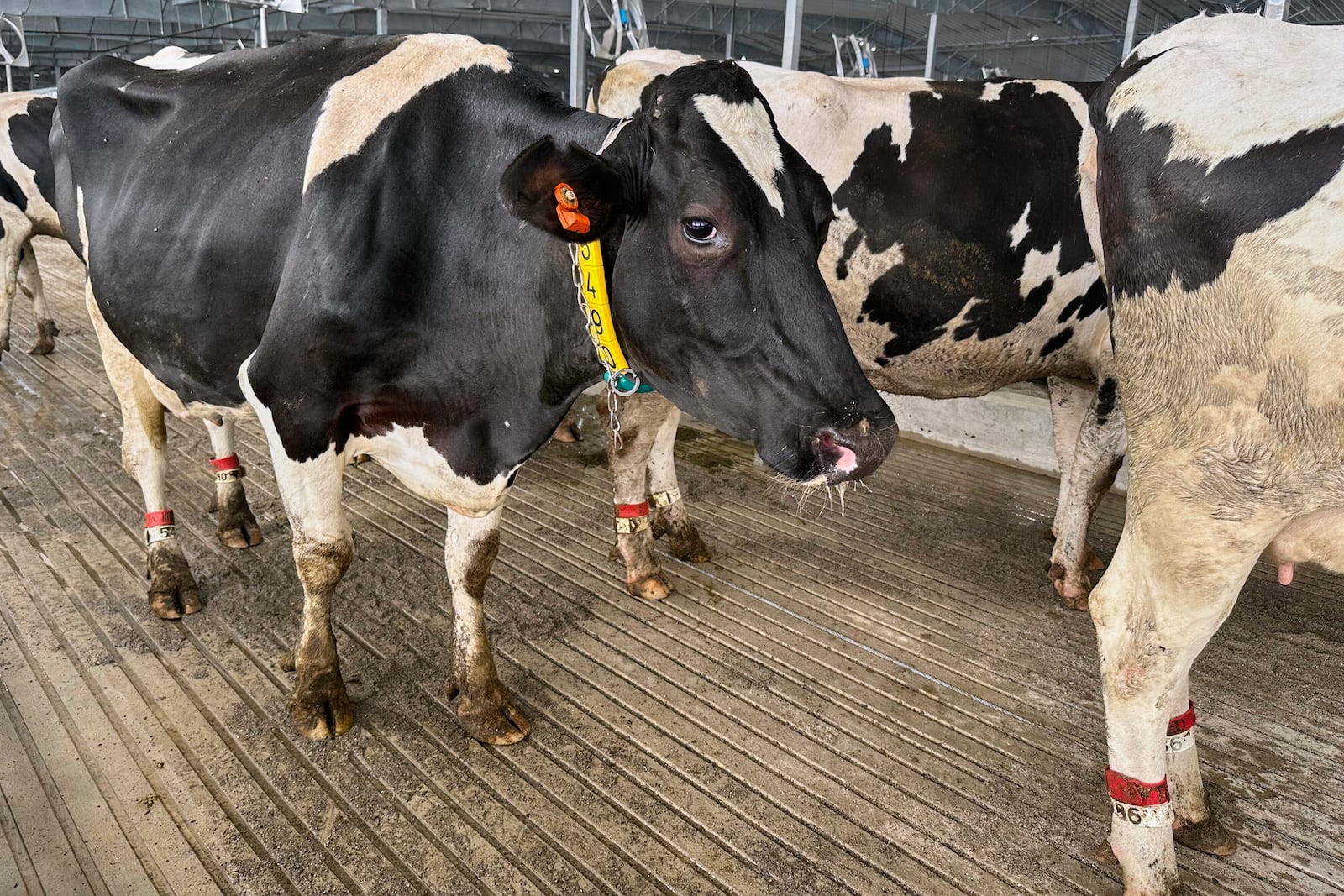 Cows stand in an enclosure at Michigan State University's new Dairy Cattle Teaching and Research Center on Monday, July 28, 2025, in East Lansing, Mich. (AP Photo/Mike Householder)