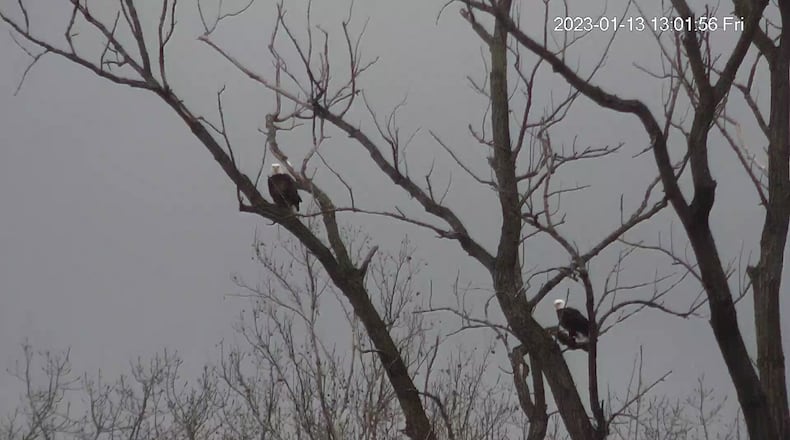 Two bald eagles were captured on camera in Trenton on Ohio 73 near the Great Miami River on Jan. 13, 2023.