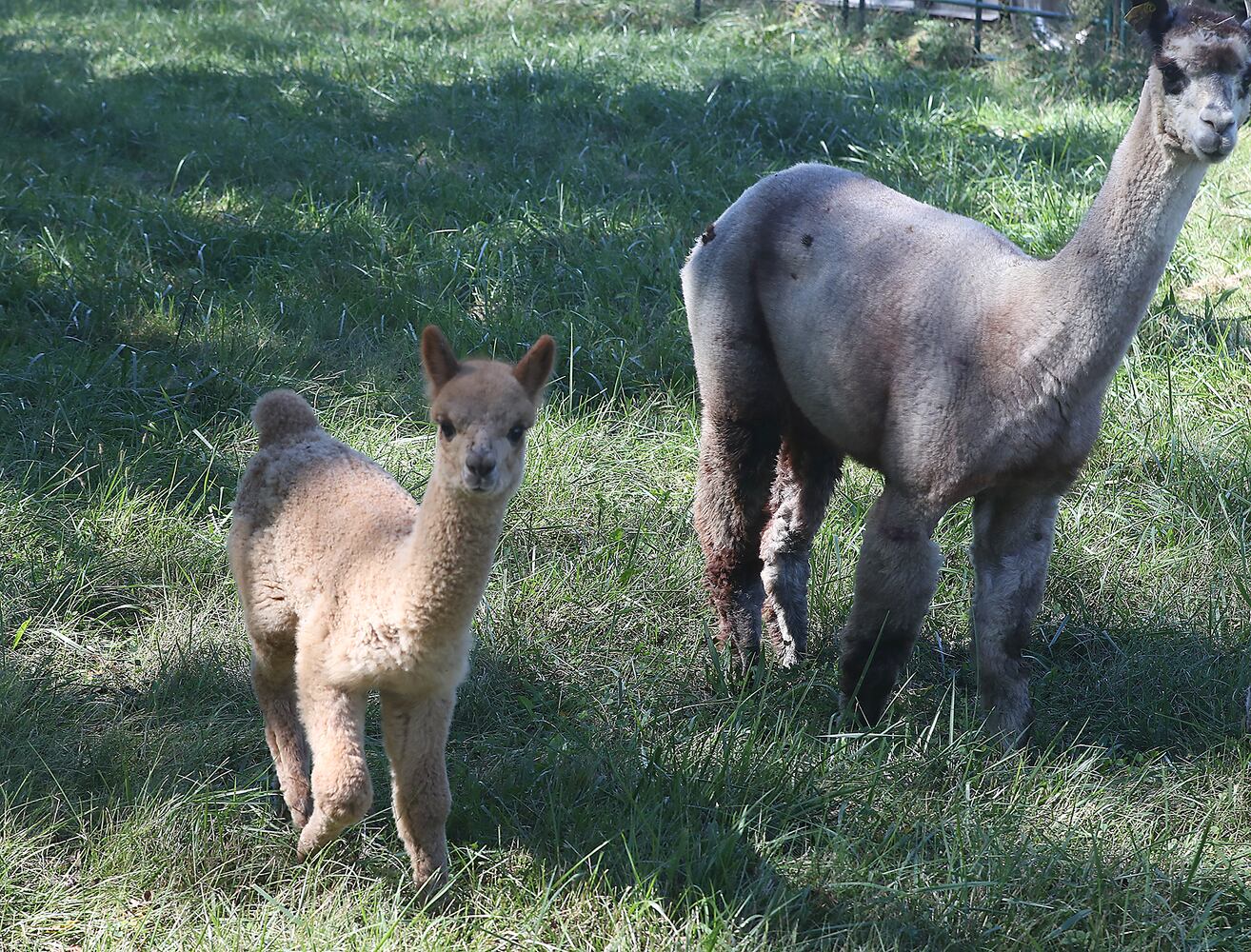 092521 Alpaca Farm Day SNS