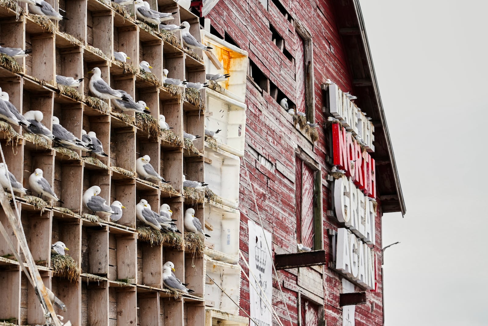 Seagulls sit in boxes of a so called Seagull Hotel at the harbour in Vardo, Norway, on July 3, 2025. (AP Photo/Tommi Ojala )