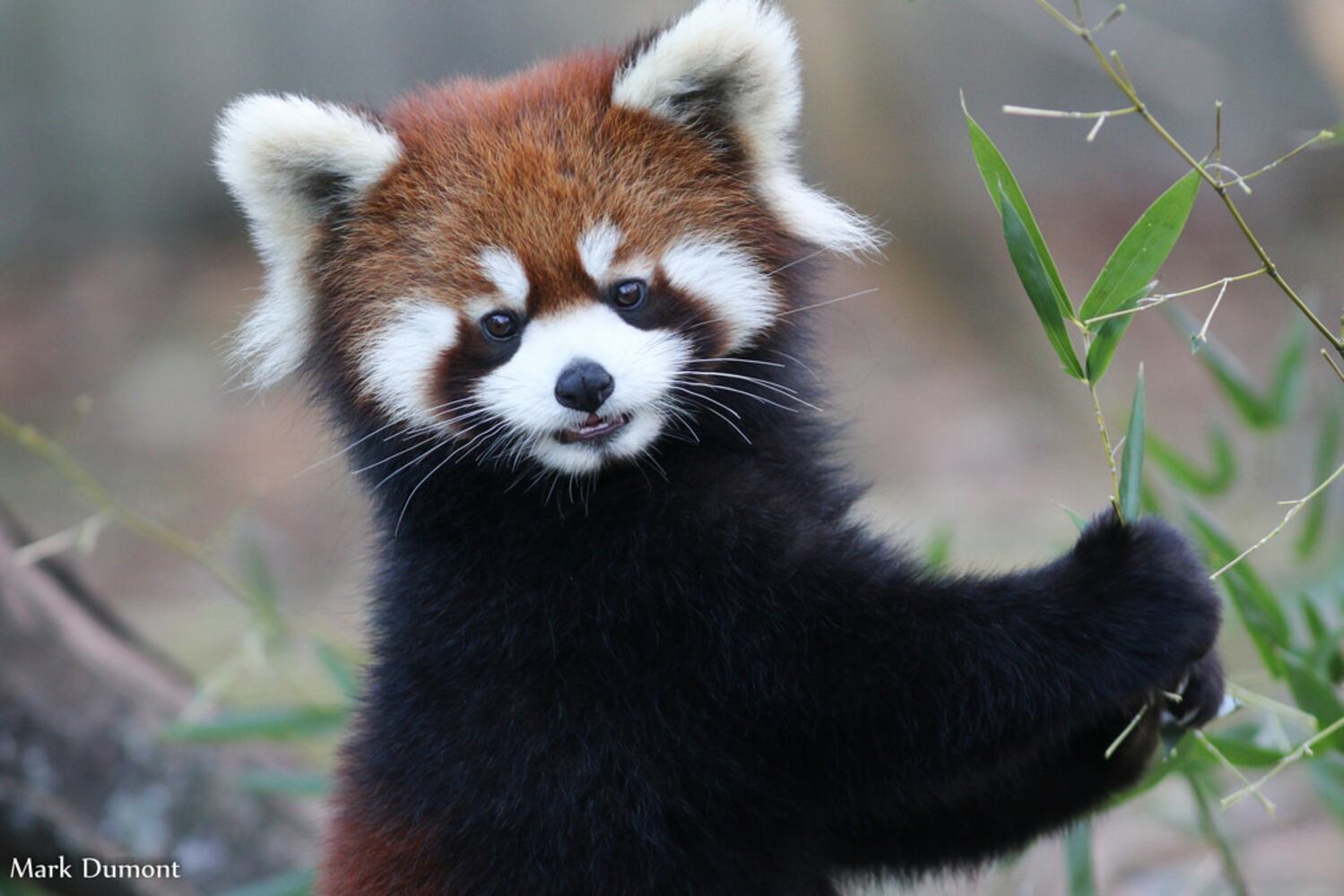 PHOTOS: Fall in love with Cincinnati Zoo babies