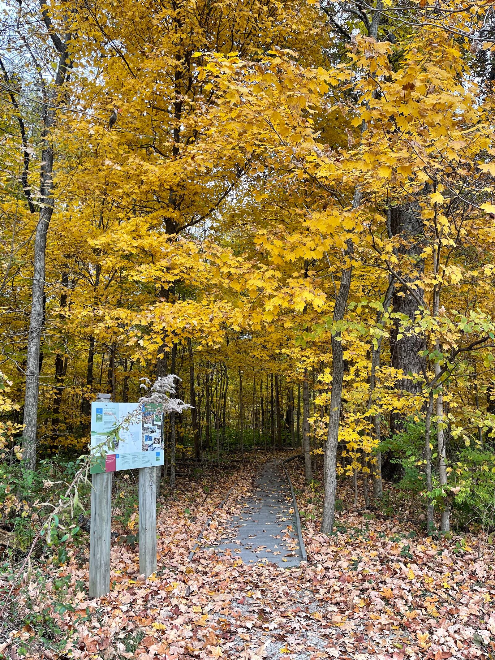 The boardwalk at Dull Woods in Clay Township offers ideal viewing of fall color. Contributed 