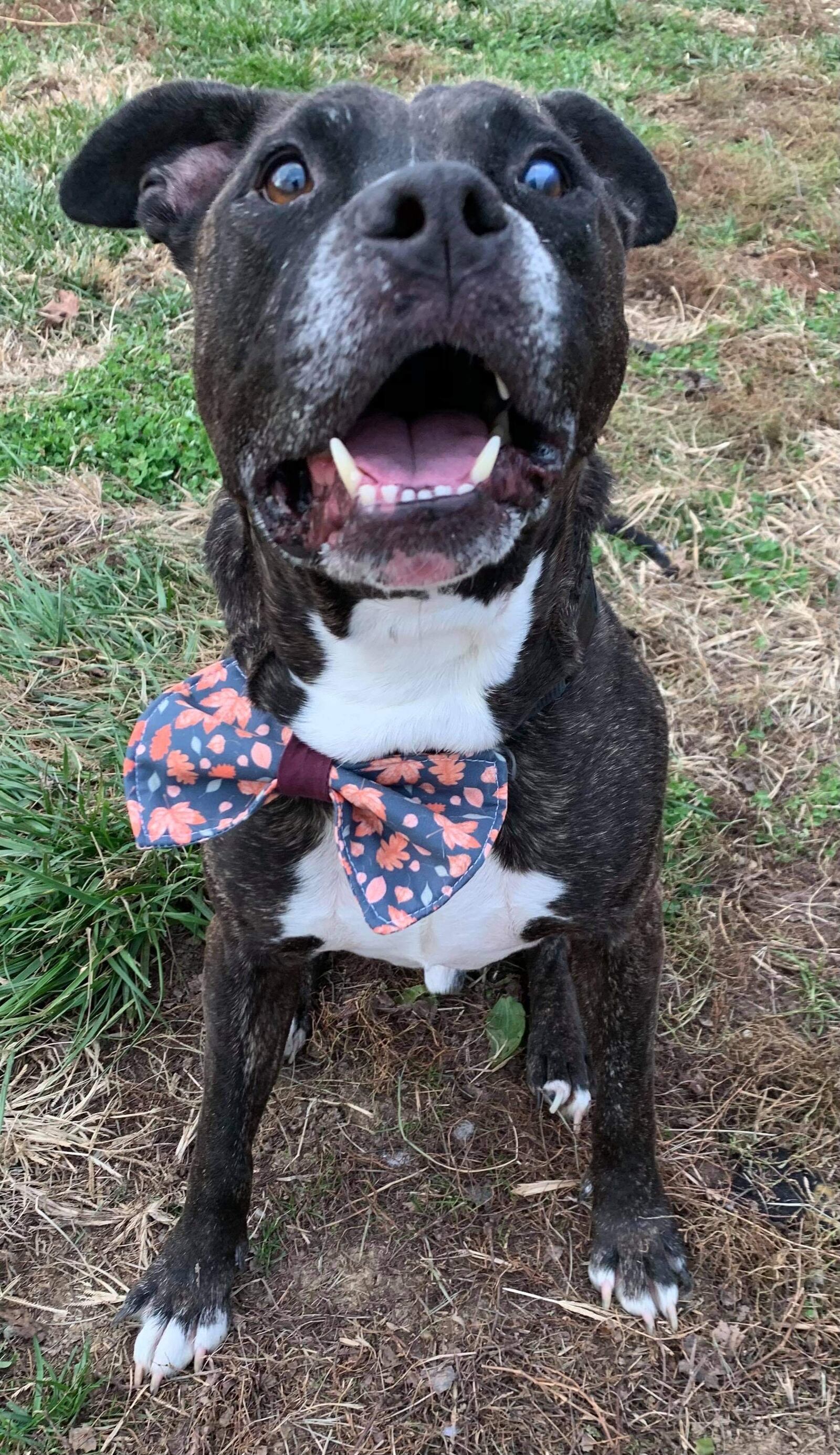 Meet Rigs. He is 8 to 9 years old and is up for adoption through Adopt A Pit Rescue. He is "sassy" and "spunky" and loves treats, toys and naps. CONTRIBUTED