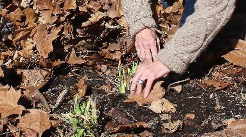 Perennial flowers could be at risk this weekend with colder temperatures expected.