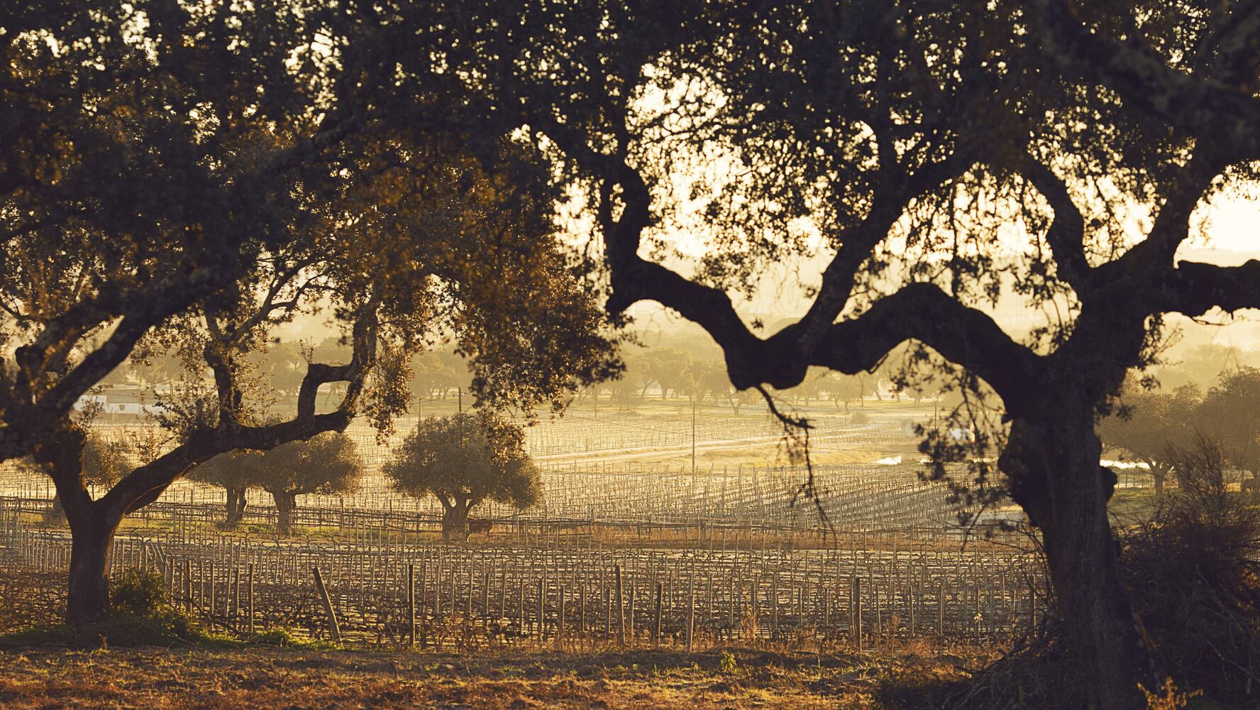 In Portugal, a land finely aged like wine
