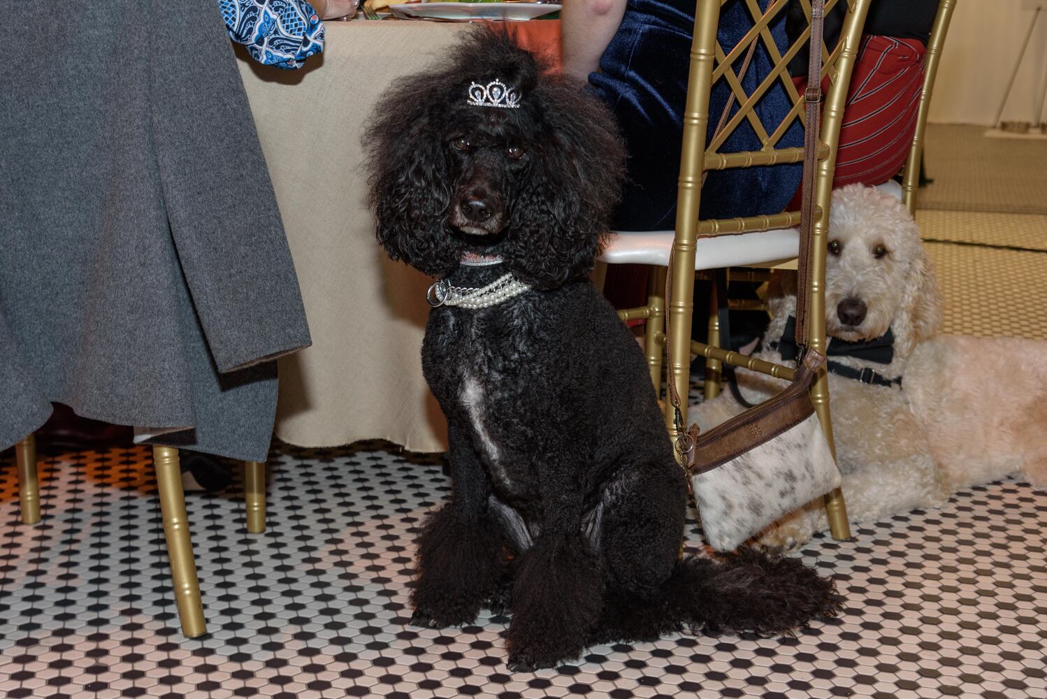 PHOTOS: Did we spot you at the Pet Afflaire Gala at the Dayton Arcade?