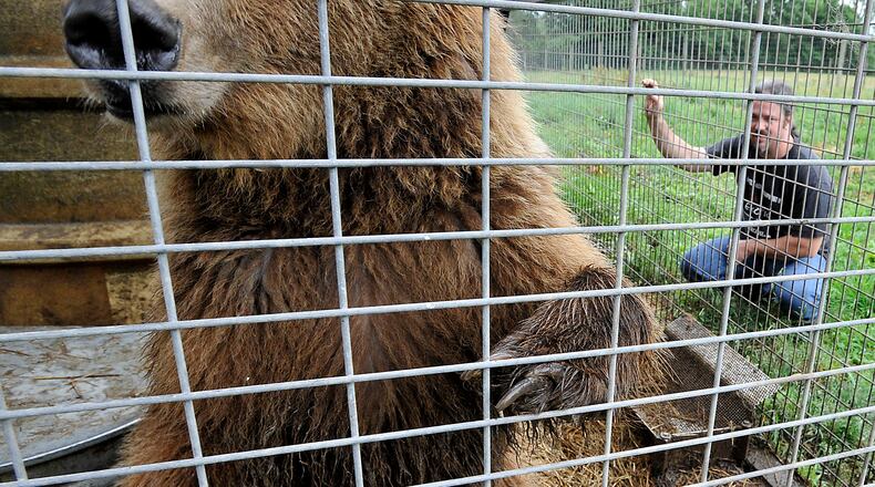 Sean Trimbach looks in on his Syrian brown bear named "Daisy" at his farm in Medway. "Daisy" is just one of Trimbach's animals which he's registered with the state. Trimbach has been an exotic-animal breeder for more than 20 years. Bill Lackey/Staff
