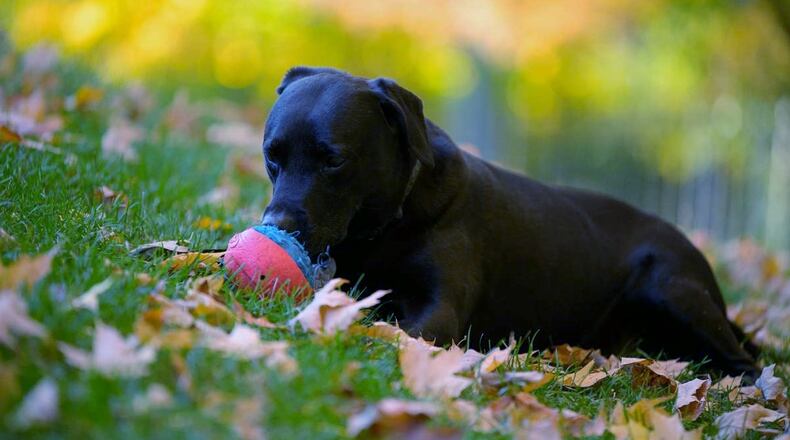 Teddy waiting for Ed to tell him that it's "Okay" to bring the ball to him so he can throw it so Teddy can catch it. CONTRIBUTED