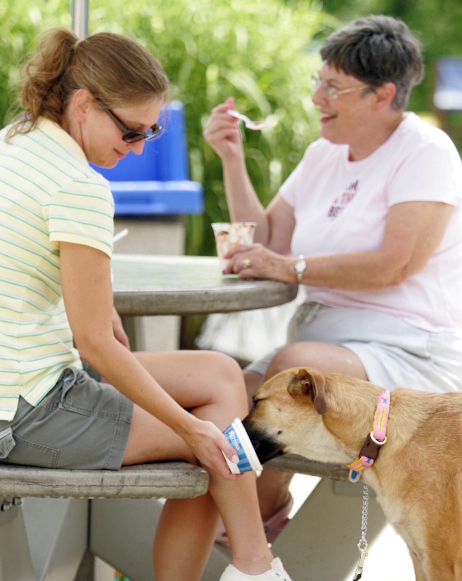 7 Aug 07 Photo by Ron Alvey. Christy Mesina, of Beavercreek, feeds her dog, Gertie, some vanilla ice cream from Ritter's Frozen Custard, located on Dayton Xenia Rd in Beavercreek. Christy is beating the heat by eating ice cream, with her parents Sally (right) and Charlie (not in picture) Benson. The Benson's are from Cincinnati. Gertie is eating the ice cream that they couldn't finish. This is the second day in a row that Gertie has eaten ice cream, according to Christy.