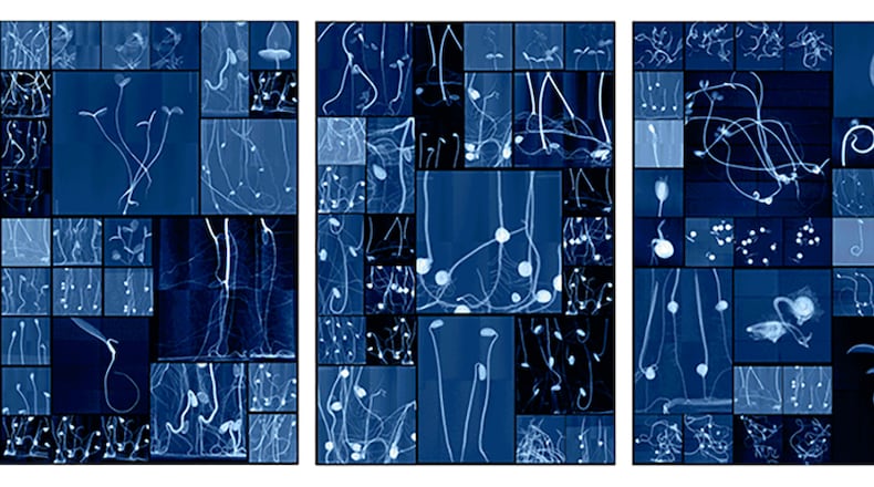 Dornith Doherty, Seedling cabinet I, II, & III, 2019, digital UV cured ink lenticular. Courtesy of the artist, Moody Gallery, Houston; and Holly Johnson Gallery, Dallas, Texas.