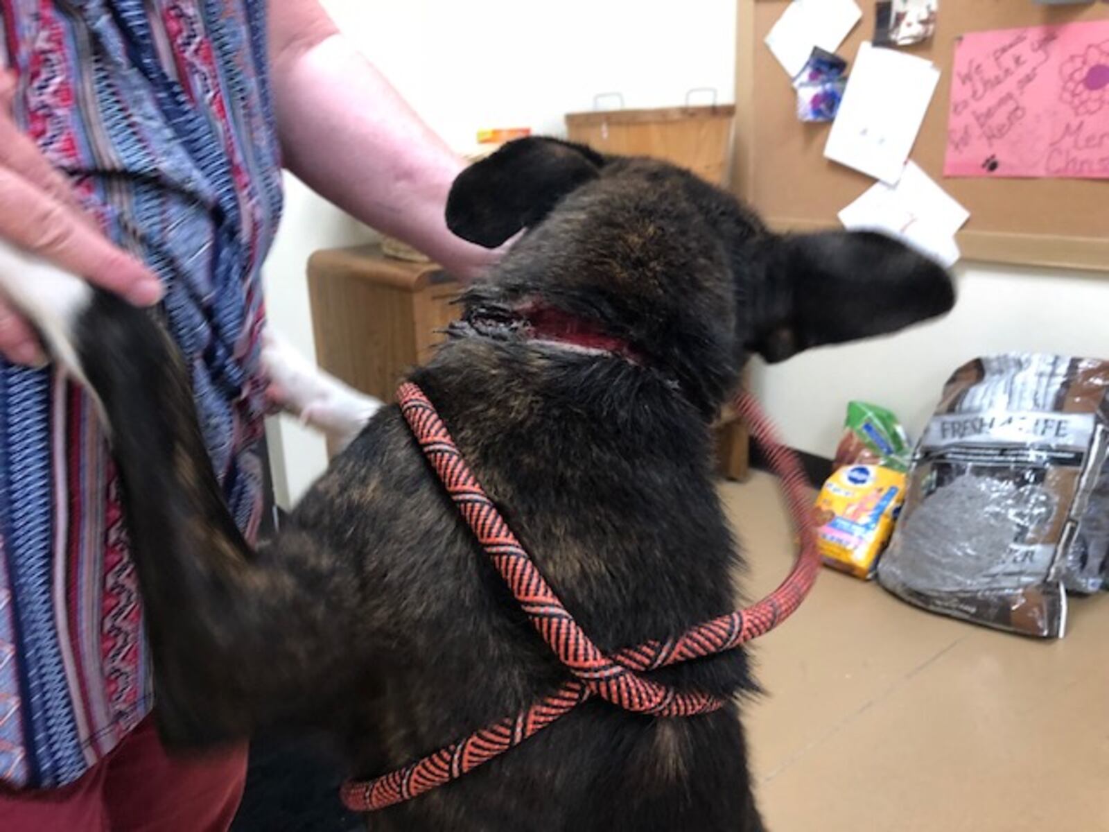 A car chain that was used a Brave's collar was too heavy and injured the dog, according to Greene County Animal County.