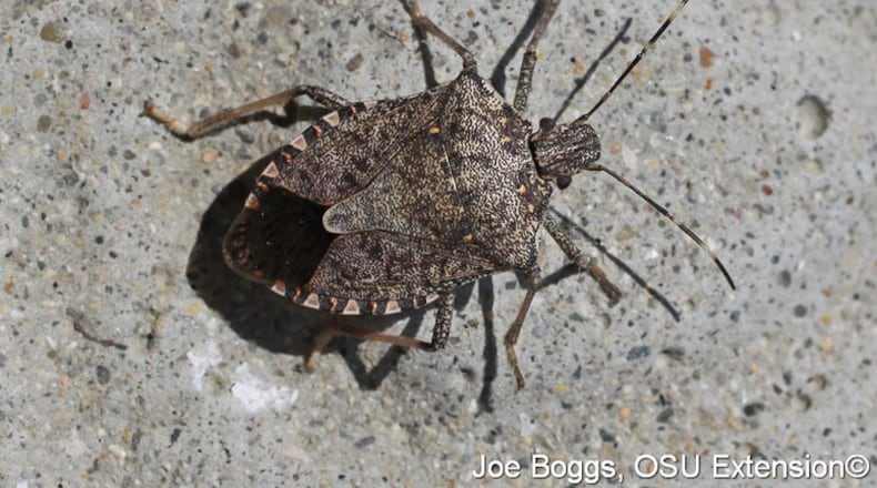 Brown marmorated stink bugs are seeking cover inside your home for the winter. CONTRIBUTED