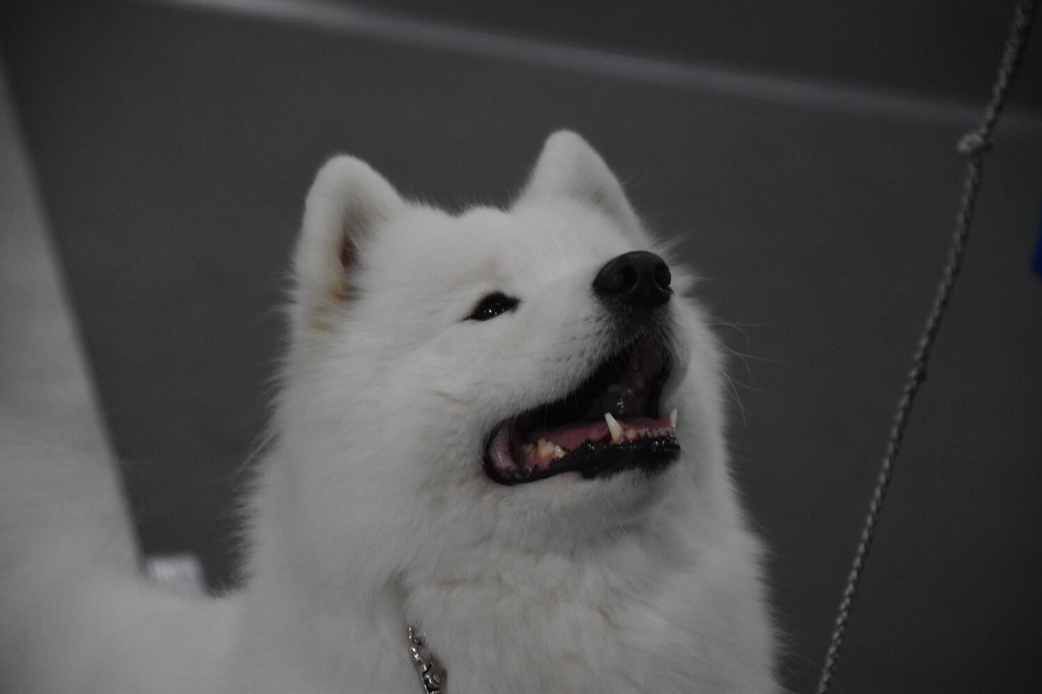Fort St. Clair Kennel Club Dog Show