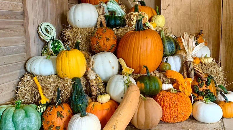 The collection of pumpkins available in Schappacher Farms' market.