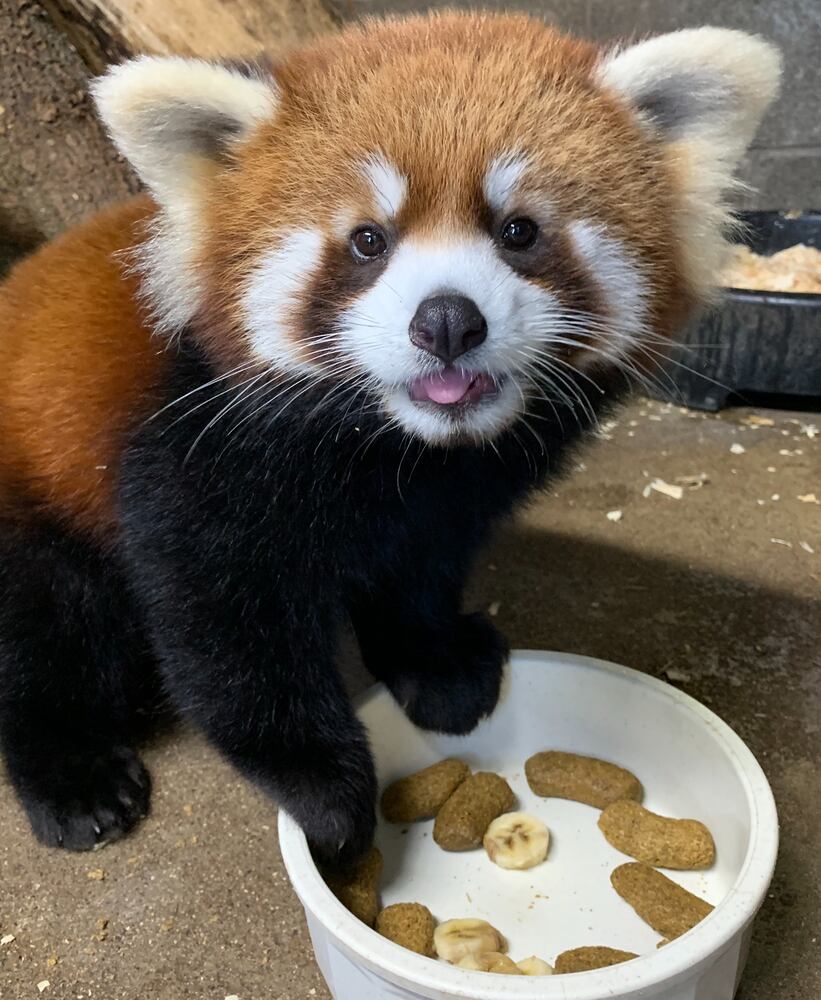 PHOTOS: Those adorable faces! Celebrating Cincinnati Zoo babies