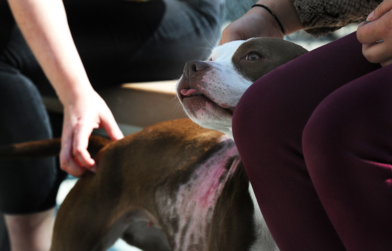 Honeycomb enjoys the attention of visitors at the Montgomery County Animal Resource Center. MARSHALL GORBY\STAFF