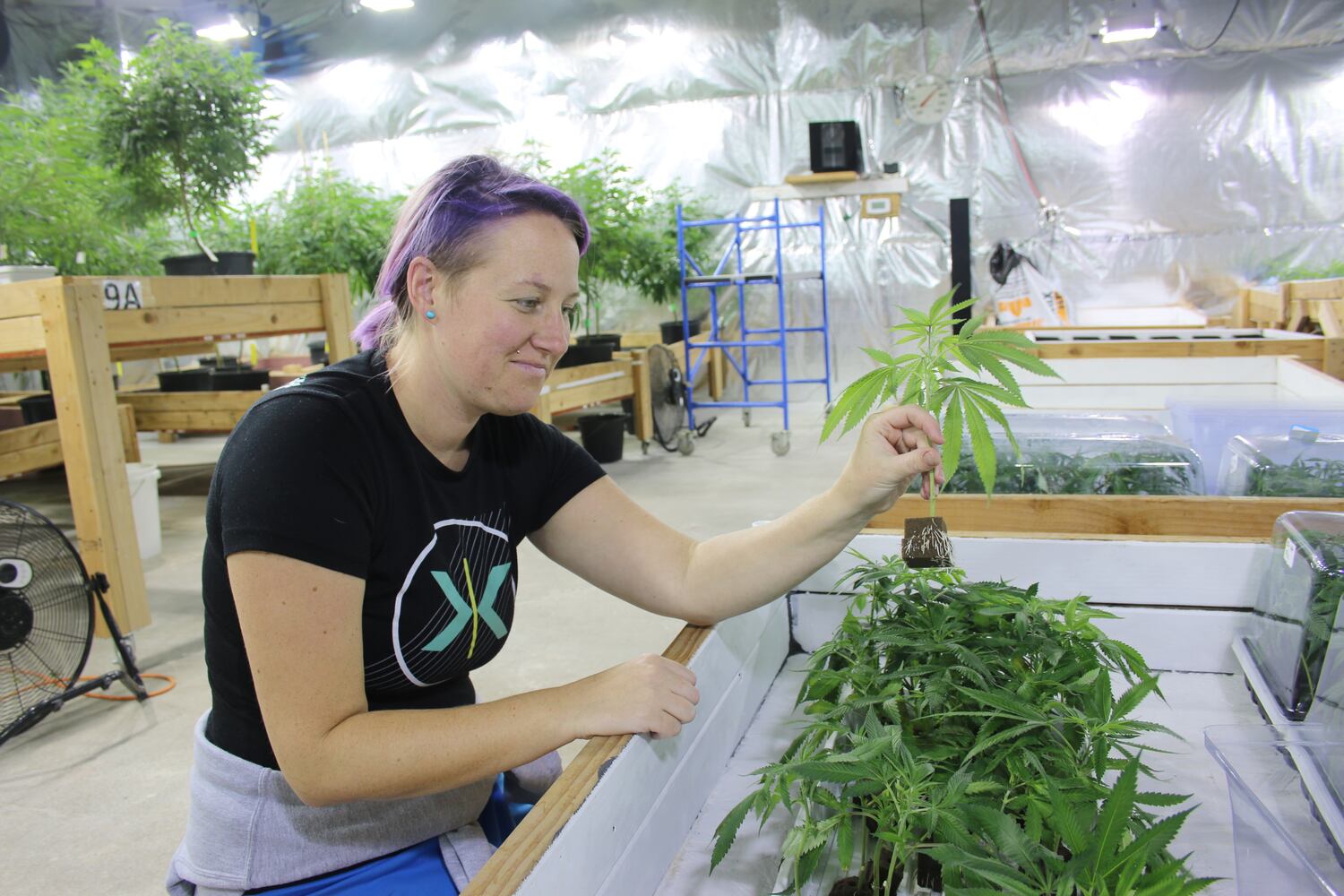 If Washington state is a model, Ohio’s pot sales will boom