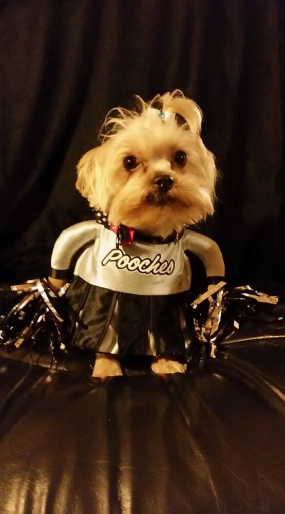 PHOTOS: Local pets ready for Halloween